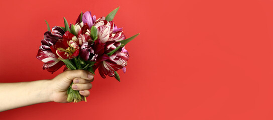 Hand holding bouquet of tulips on a red background. Horizontal banner. Copy space for text