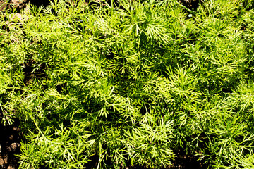 dill growing in the garden top view background background