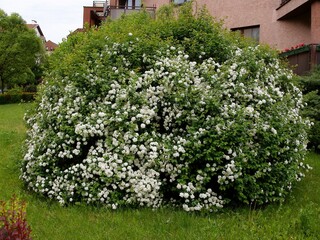 Spiracea bush with clusters of white flowers at spring
