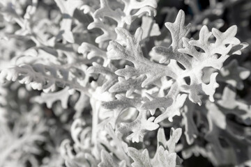 plant Close-up shot
Silver cineraria