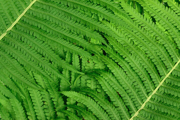 Fern leaf close-up background, texture