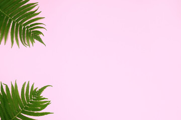 tropical summer banner green leaves on pink background. Copy space for text