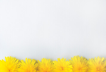 dandelion flower in full bloom on blue background. Close up photo as a natural background. Flower abstract texture banner with copy space. High quality photo
