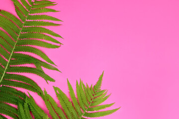 tropical summer banner green leaves on pink background