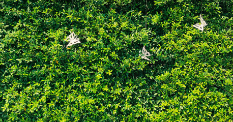 Fototapeta premium Tropical green leaf