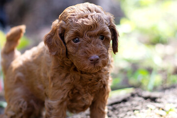 Little  puppy Purebred cute puppy   poodle.