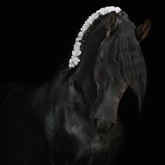 Friesian horse stallion