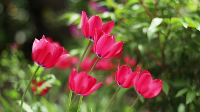 Pink tulips blooming on the field,selective focus
