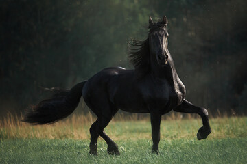 Friesian horse stallion