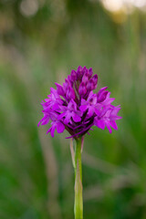 Inflorescences of Anacamptis pyramidalis (pyramidal orchid)