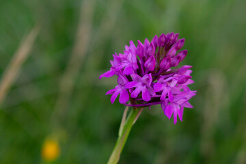 Inflorescences of Anacamptis pyramidalis (pyramidal orchid)