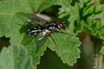Fly (Mintho rufiventris) on a leaf