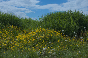 In the grass