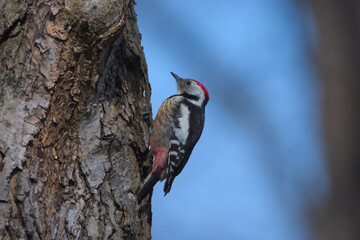 Woodpecker on tree