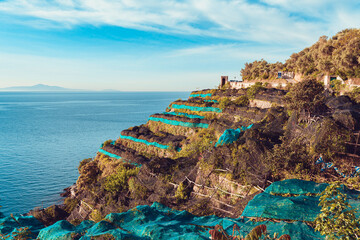 Amalfi coast terracing of lemons