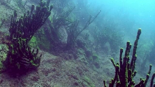 Porifera sea sponge Lubomirskiidae and Spongillidae underwater of Lake Baikal, deep animal invertebrates guardians of purity of water and landscape of Siberian reservoirs.