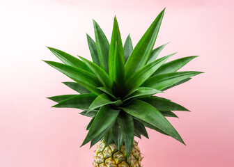 A pineapple on light pink background.