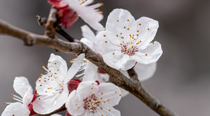 White flowers on an apricot tree in spring.