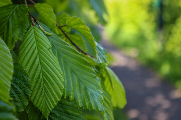 Set of textured green leaves with pathway background