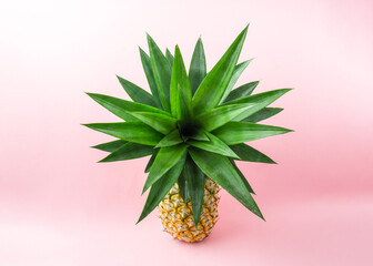A pineapple on light pink background.
