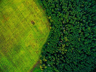 texture of green field