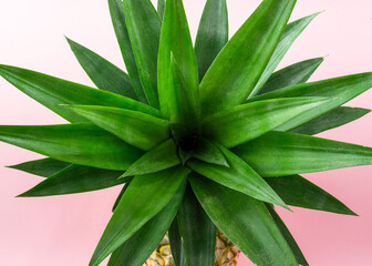 A pineapple leaves on light pink background.