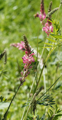 Sainfoin cultivé ou fourrager - Onobrychis viciifolia - Inflorescence papillon sur longues tiges, sépales poilus et laineux, pétales blanc nuancés de rose et nervuré de pourpre