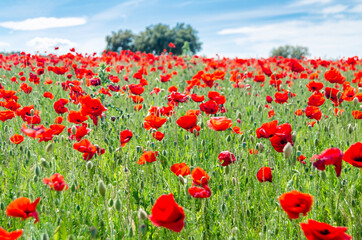 Red poppies in a field, spring background