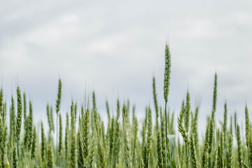 Flowering ear of wheat. Flowering Phase of Wheat Plants Cultivated in the Farm Field.