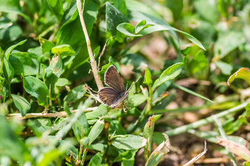 Polyommatus icarus, the common blue butterfly. Close-up view of Poliommatus icaruc, sitting on a leaf of grass with open wings. 