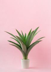 A pineapple leaves on light pink background.