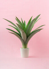 A pineapple leaves on light pink background.