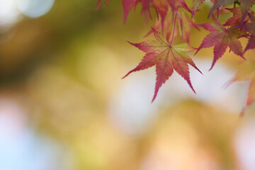 Beautifully colored red maple autumn leaves