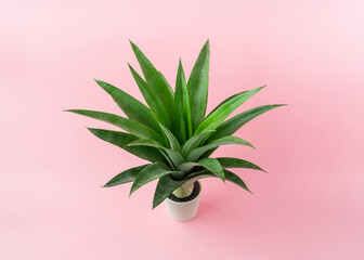 A pineapple leaves on light pink background.