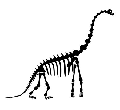 Diplodocus skeleton. Ancient prehistoric animal dinosaur. Big animal of the prehistoric Mesozoic era. Illustration, drawing, engraving, ink, line art. Vector illustration in cartoon style.