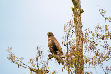 Impressive buzzard, buteo buteo, sitting on a branch in the spring with copy space. Dominant bird...