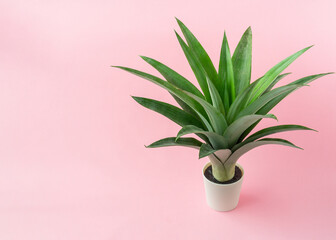 A pineapple leaves on light pink background.