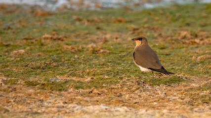 Collared Pratincole found in qatar during summer season. selective focus