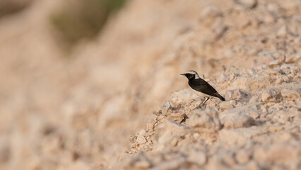 Black-eared Wheatear found in qatar during summer season . selective focus