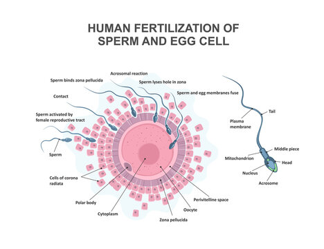 Human fertilization of sperm and egg cell. Female egg cell with cytoplasm, nucleus, plasma membrane. Ovum, reproductive cell.