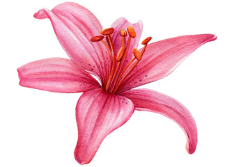 Pink flower, lily on white background, watercolor botanical illustration