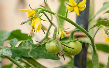 Tomato flowers and baby tomatoes in the plant.