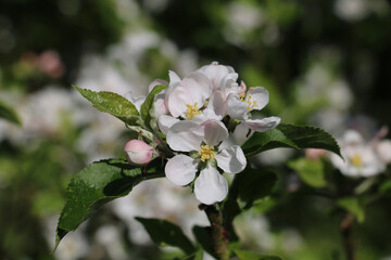Fresh pink and white blossom flowers of the Discovery Apple tree, Malus domestica, blooming in springtime, close-up view