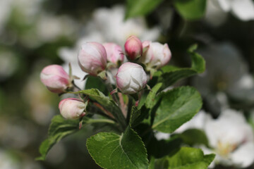 Delicate pink flower buds on a Discovery Apple tree, Malus domestica, opening in the spring sunshine, close-up view