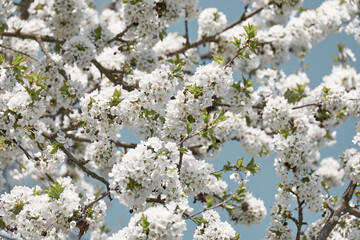 Blooming branches of a cherry tree.