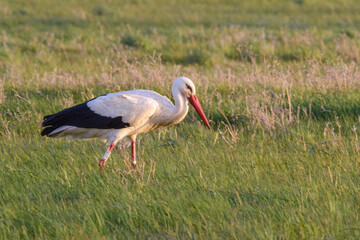 Obraz na płótnie Canvas White stork (Ciconia ciconia) foraging in grass meadow during summer in France