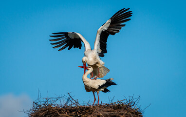 White stork (Cicona cicona) birds mating / breeding on nest in Spring Atlantic coast France