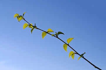 birch branch with young leaves in early spring against a blue sky. The awakening of nature. Copy space
