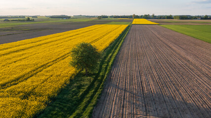 Yellow rape field with tree and bushes