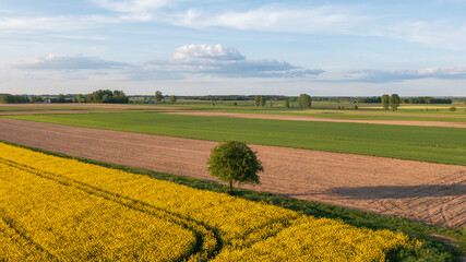Obraz premium Yellow rape field with tree and bushes